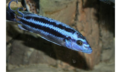Melanochromis kaskazini